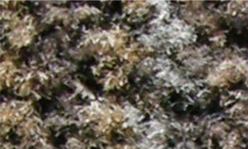 Sauberlauf Coral Brush petrified grey